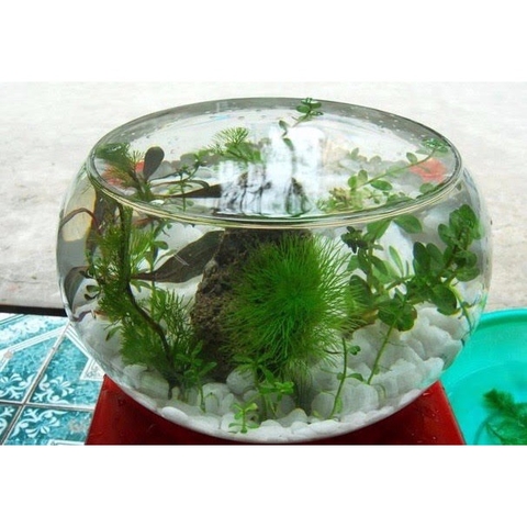 Hồ Cá Tròn Thủy Tình - Thích Hợp Để Bàn Làm Việc và Nơi Diện Tích nhỏ