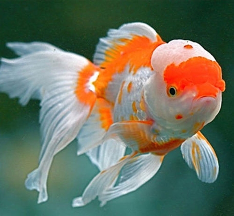 Cá Ba đuôi Đầu Lân / Cá Tàu