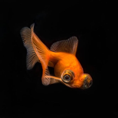 Ba đuôi mắt lồi