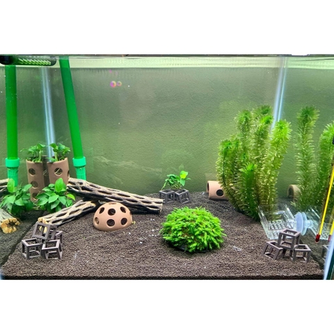 Lũa xương rồng Cholla Cactus size 15 cm chuyên dùng cho tép cảnh