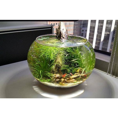 Hồ Cá Tròn Thủy Tình - Thích Hợp Để Bàn Làm Việc và Nơi Diện Tích nhỏ