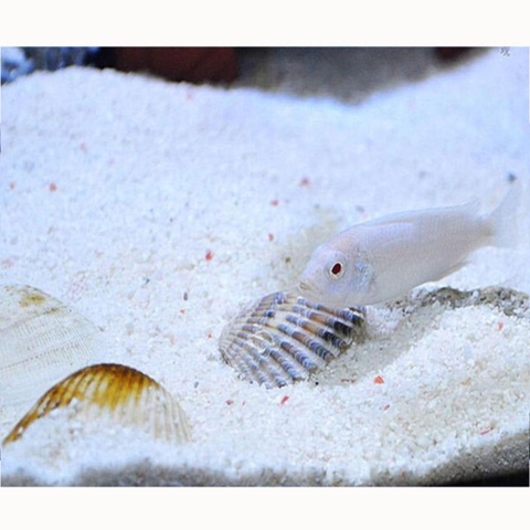 1kg Cát Thạch Anh Trắng Chuyên Dùng để Trải Nền, Trang Trí Hồ Cá và Lọc Cặn