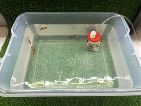 Khay nhựa nuôi cá 35x25x15cm - 10 lít - chất liệu nhựa tốt