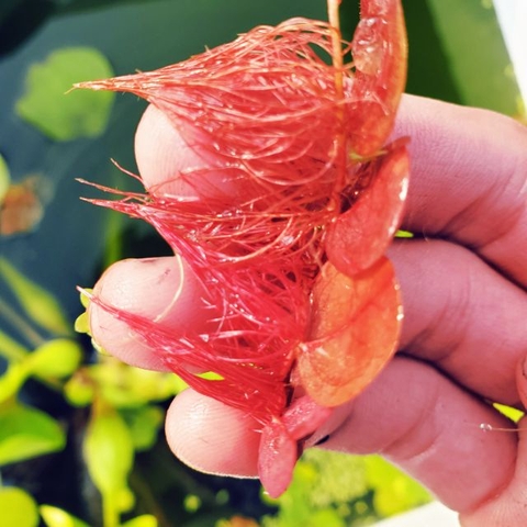 Bèo Rể Đỏ - Bèo Táo - Red Root Floater - Phụ Kiện Trang Trí Hố Cá Dễ Trồng Dễ Nuôi, Ko Cần CO2