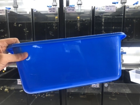 Khay nhựa nuôi cá 35x25x15cm - 10 lít - chất liệu nhựa tốt