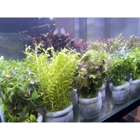 Cây Thủy Sinh Cắt Cắm - Trang Trí Hồ Cá Thêm Sinh Động