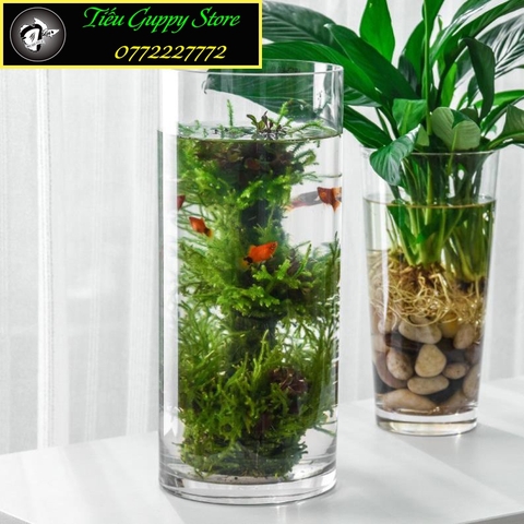 Bể Cá Thủy Tinh Hình Trụ Tròn - Thích Hợp Nuôi Cá, làm Thủy Sinh, Bán Cạn....
