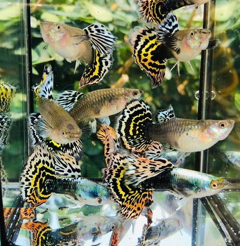 Cá Guppy - Tiger (Cặp trống mái)
