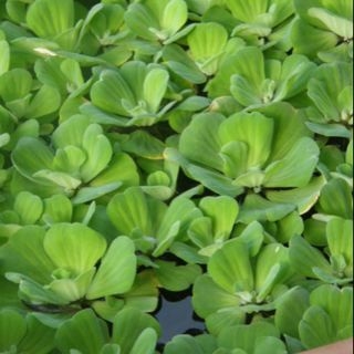 1 Cây Bèo Cái (Bèo Hoa Dâu) - Cây Thủy Sinh Trang Trí Hồ Cá Dễ Trồng Dễ Sống Ko Cần CO2