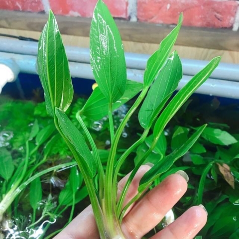 Cây Lan Nước (Bách Thủy Tiên) - Cây Thủy Sinh Dễ Trồng, Dễ Sống (1 Cây 3-5 Nhánh Có Rễ)