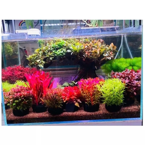 Giá Thể Trồng Cây Thủy Sinh Cắt Cắm - Dễ Sử Dụng và Tiện Lợi