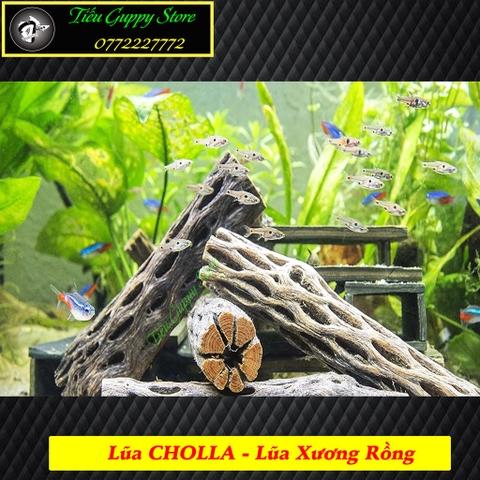 Lũa xương rồng Cholla Cactus size 15 cm chuyên dùng cho tép cảnh
