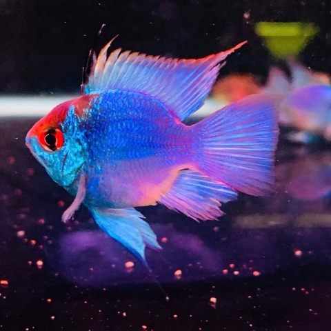 Cá Phượng Hoàng Lam