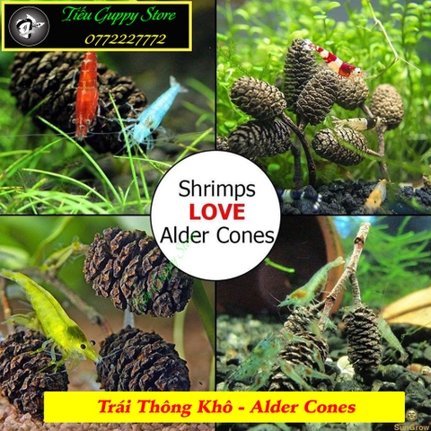 Trái Thông Khô ALDER CONES (Erlenzaphen) - Quả Thông Giảm Stress Cho Tép (bịch 10 trái - 2cm/trái)
