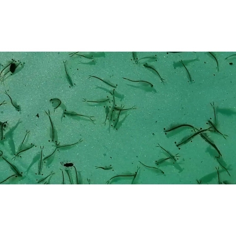 Artemia nước ngọt - viên con nhộng, dễ dàng ấp nở và nuôi sinh khối