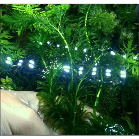 10 nhánh Rong Đuôi Chó Thủy Sinh - Trang Trí, Dễ Trồng, Dễ Sống Cho Hồ Cá Cảnh