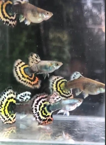 Cá Guppy - Tiger (Cặp trống mái)