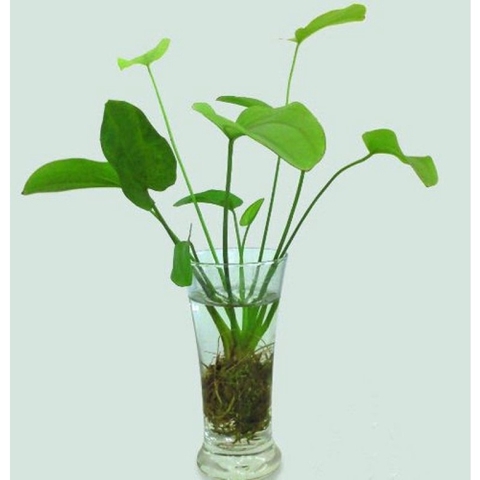 Cây Lan Nước (Bách Thủy Tiên) - Cây Thủy Sinh Dễ Trồng, Dễ Sống (1 Cây 3-5 Nhánh Có Rễ)