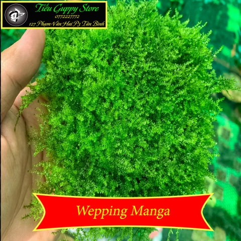 Rêu Thủy Sinh Gắn Lũa, Đá | MINI TAIWAN - US FISS - WEPPING - FLAME - SPINKY - ROSE MOSS