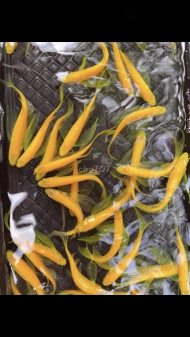 Sọc ngựa cánh tiên