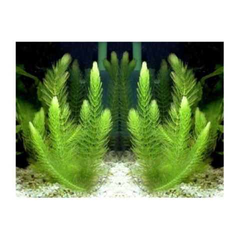 10 Nhánh Rong Đuôi Chồn - Đơn Giản, Dễ Trồng, Dễ Sống Cho Hồ Cá Cảnh