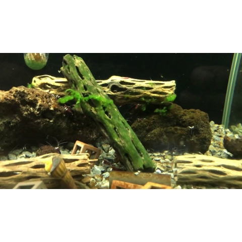 Lũa xương rồng Cholla Cactus size 15 cm chuyên dùng cho tép cảnh