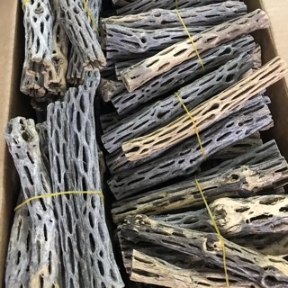 Lũa xương rồng Cholla Cactus size 15 cm chuyên dùng cho tép cảnh