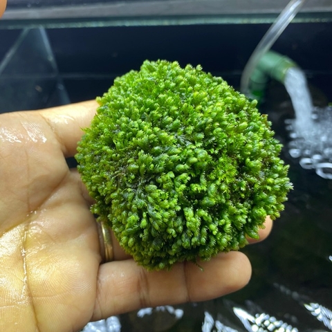 Đá Rêu Minifss Lá Nước - tiểu cảnh trang trí hồ cá - Fiss ball