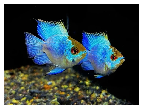 Cá Phượng Hoàng Lam