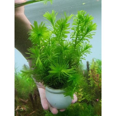 10 nhánh Rong Đuôi Chó Thủy Sinh - Trang Trí, Dễ Trồng, Dễ Sống Cho Hồ Cá Cảnh