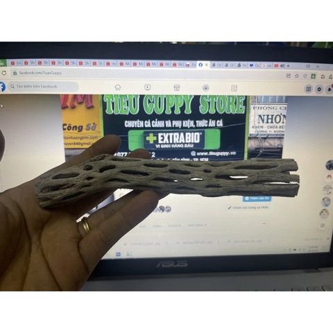 Lũa xương rồng Cholla Cactus size 15 cm chuyên dùng cho tép cảnh