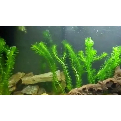 10 nhánh Rong Đuôi Chó Thủy Sinh - Trang Trí, Dễ Trồng, Dễ Sống Cho Hồ Cá Cảnh