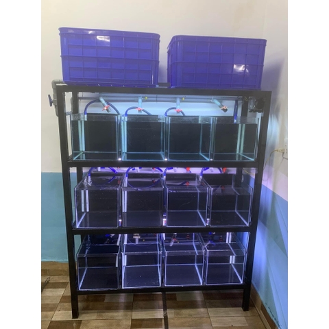 Decal Dán Bể Cá, Dán Nền Hồ Cá Cảnh (Khổ 60cm)