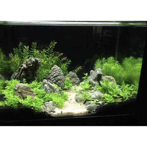 Dung Dịch Làm Trong Nước Cấp Tốc Jin Di Cho Hồ Cá Cảnh