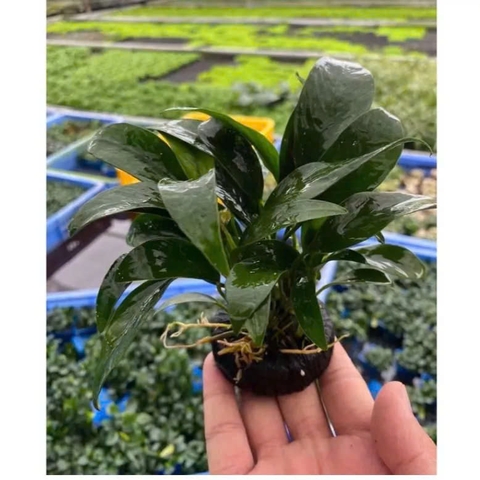 Giá Thể Trồng Cây Thủy Sinh Cắt Cắm - Dễ Sử Dụng và Tiện Lợi