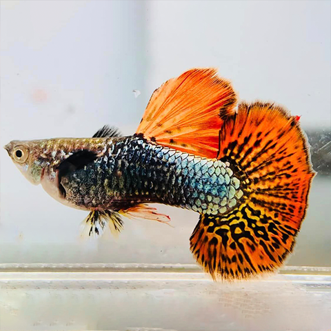 Cá Guppy - Rồng Đỏ (Cặp trống mái)