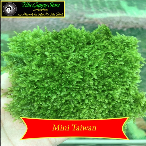 Rêu Thủy Sinh Gắn Lũa, Đá | MINI TAIWAN - US FISS - WEPPING - FLAME - SPINKY - ROSE MOSS