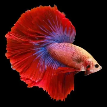 Betta Halfmoon