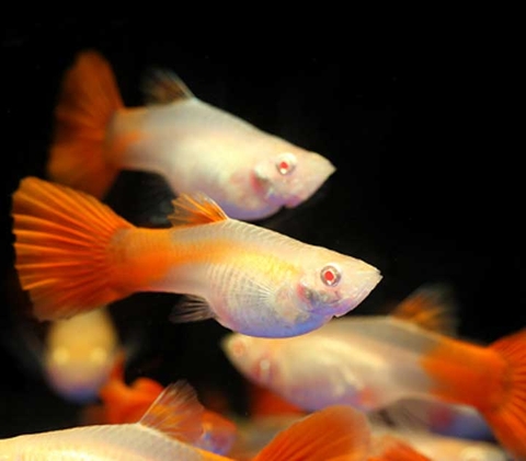 Cá Guppy - Full Red (Cặp trống mái)