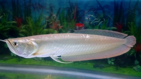 Cá Rồng Ngân Long