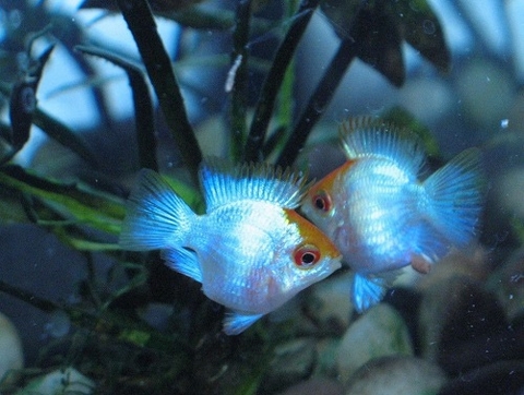 Cá Phượng Hoàng Lam