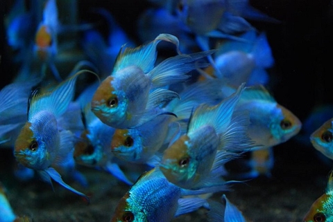 Cá Phượng Hoàng Lam