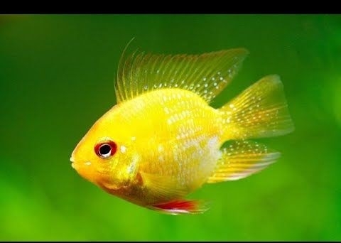 Phượng Hoàng Vàng