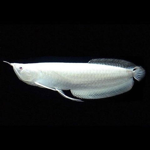 Cá Rồng Ngân Long