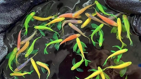 Sọc ngựa cánh tiên