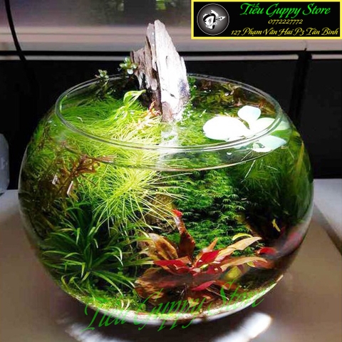 Hồ Cá Tròn Thủy Tình - Thích Hợp Để Bàn Làm Việc và Nơi Diện Tích nhỏ