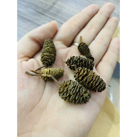 Trái Thông Khô ALDER CONES (Erlenzaphen) - Quả Thông Giảm Stress Cho Tép (bịch 10 trái - 2cm/trái)
