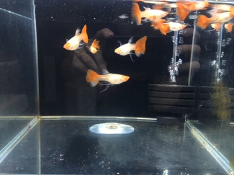 Lọc bio góc mini Sobo Xy 833 - kiểu dáng gọn nhỏ, bông lọc mịn, thích hợp cho hồ mini