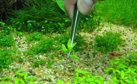 Nhíp thuỷ sinh chuyên dụng