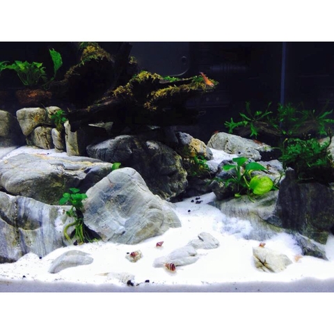 Cát Trắng Thiên Nhiên, Chuyên Trải Nền, Trang Trí Bể Cá Cảnh